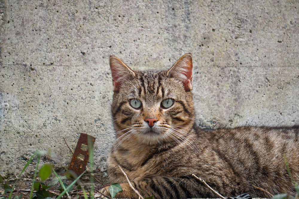 Similar – Image, Stock Photo cat Summer Greece Crete