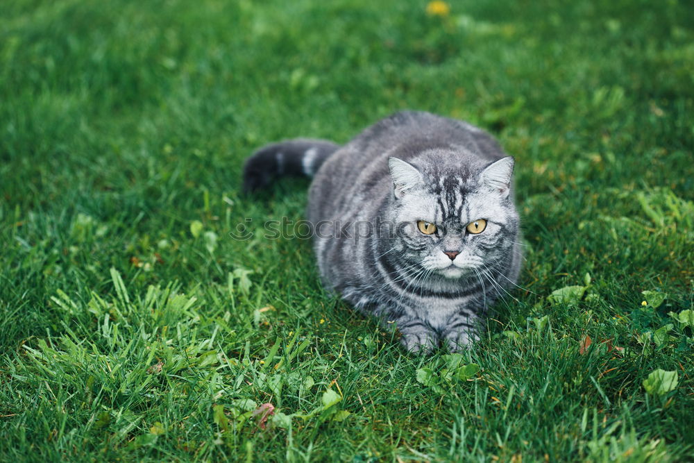 Similar – Image, Stock Photo Cat in Happiness Nature