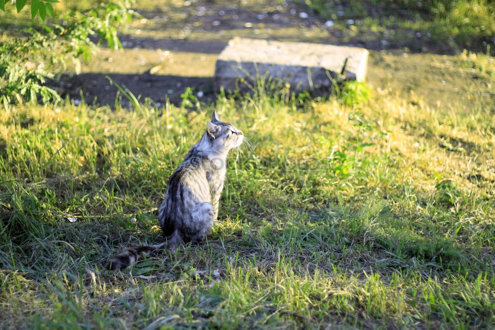 Similar – Image, Stock Photo Tigered cat on the prowl