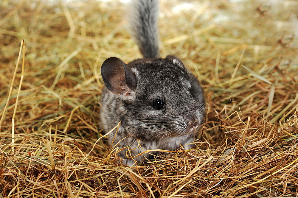 Similar – Image, Stock Photo hamsters Animal Pet 1 Gray