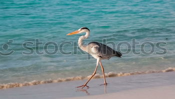 Similar – Grey Heron at the beach, Maldives