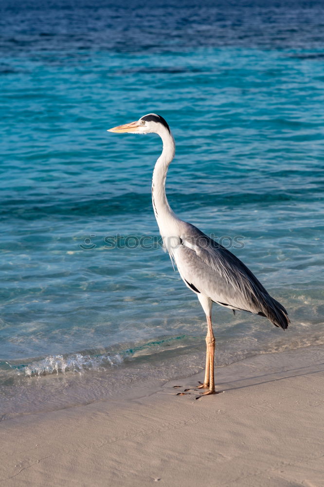 Similar – Grey Heron at the beach, Maldives