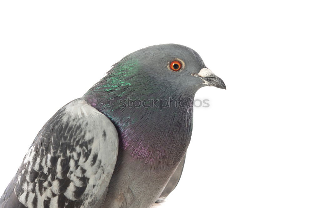 Similar – Image, Stock Photo Portrait of a wild dove