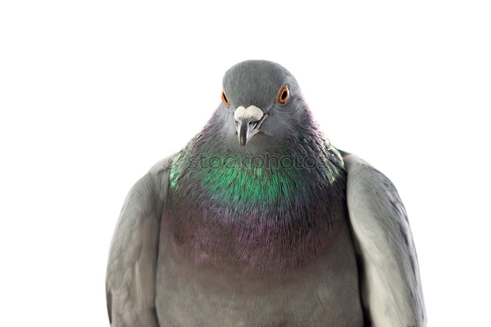 Similar – Image, Stock Photo Portrait of a wild dove