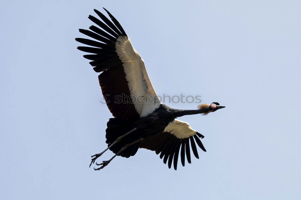 Similar – Foto Bild Hoch hinaus Farbfoto