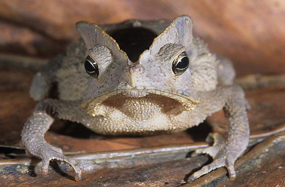 Similar – Image, Stock Photo in twos Toad migration