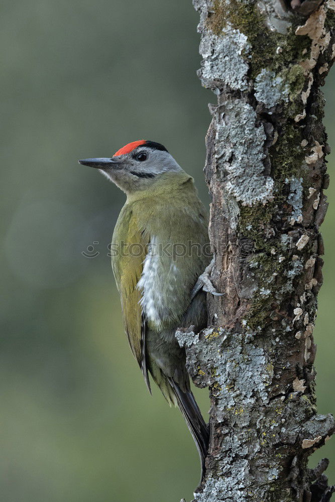 kingfisher Bird Tree