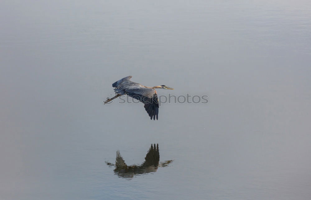 Similar – Frei wie ein Vogel Umwelt