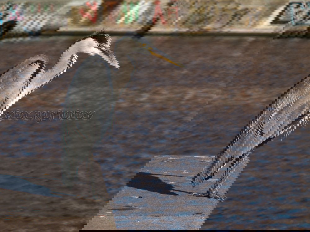 Similar – Image, Stock Photo metropolitan area Animal