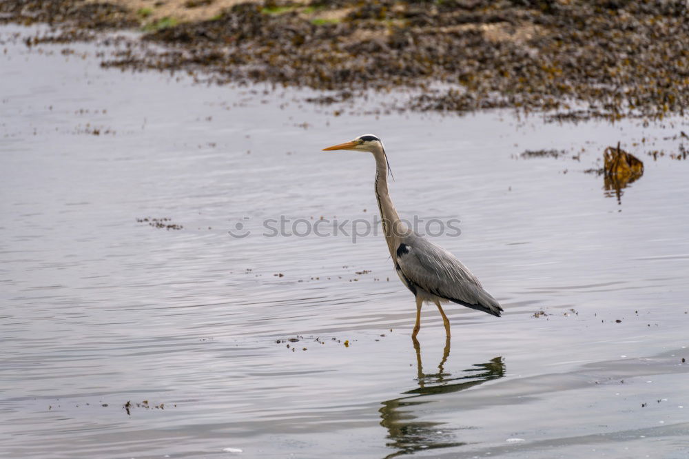 Similar – Image, Stock Photo grey heron Environment