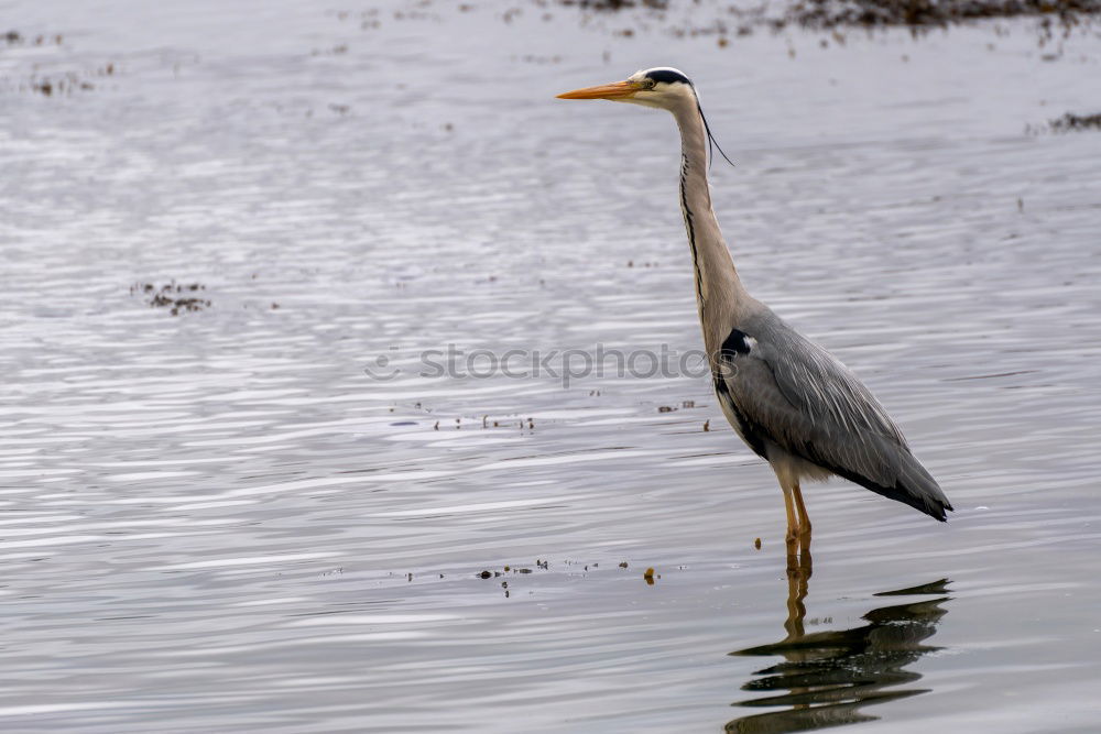 Similar – Image, Stock Photo grey heron Environment