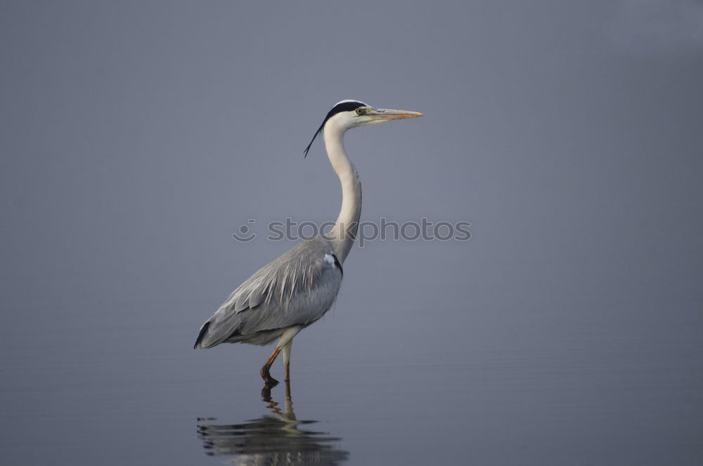 Similar – Image, Stock Photo Heron, Scottish, the second