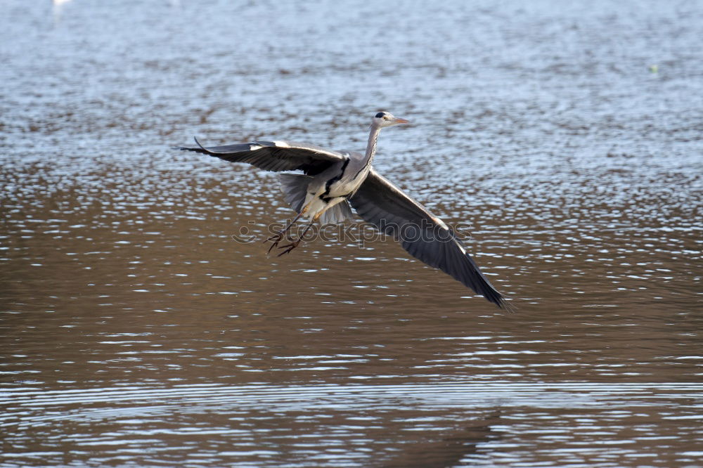 Similar – Magpie in fast flight