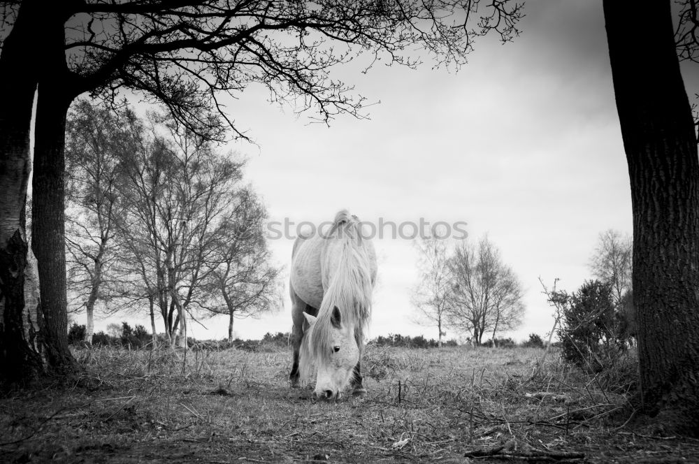 Similar – beinahe ein storch Pferd