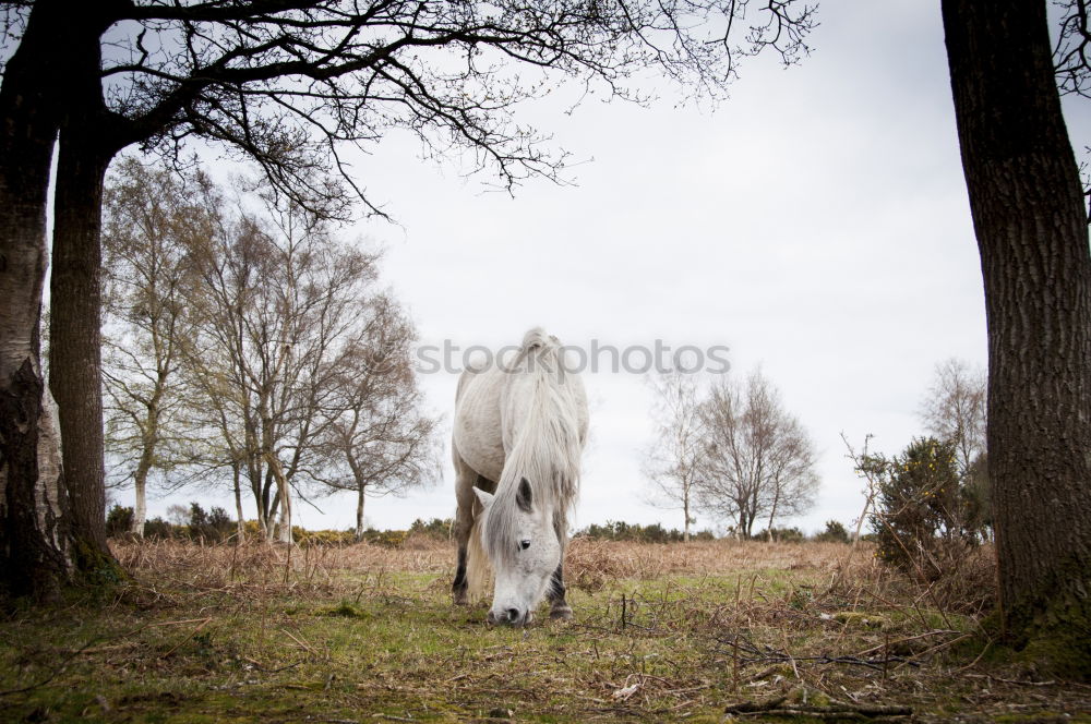 Similar – Image, Stock Photo Recently in the Ghost Forest