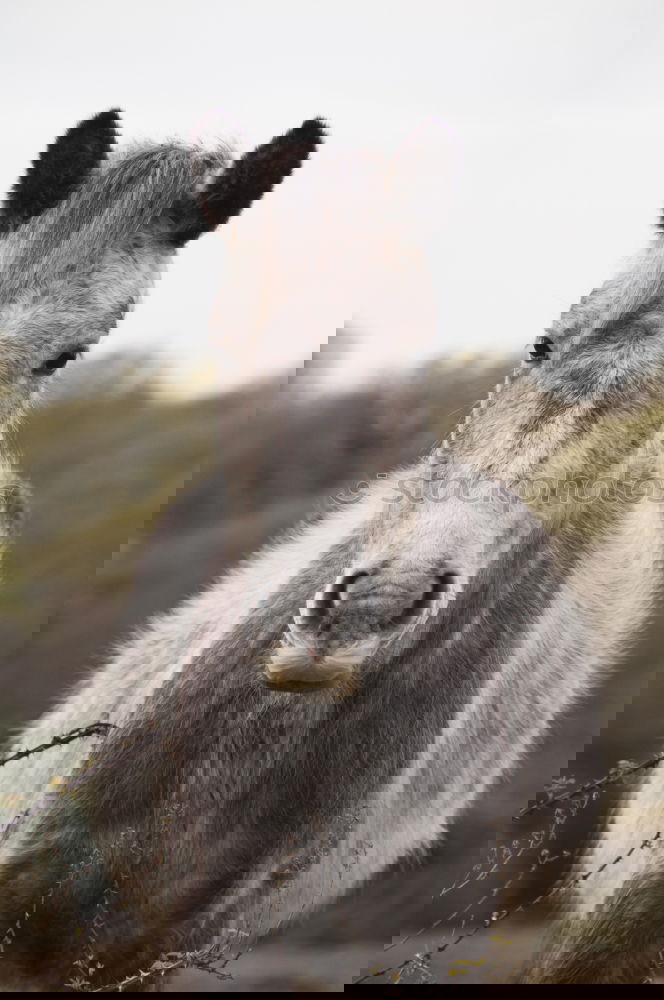 Similar – Image, Stock Photo IA Nature Animal Sky