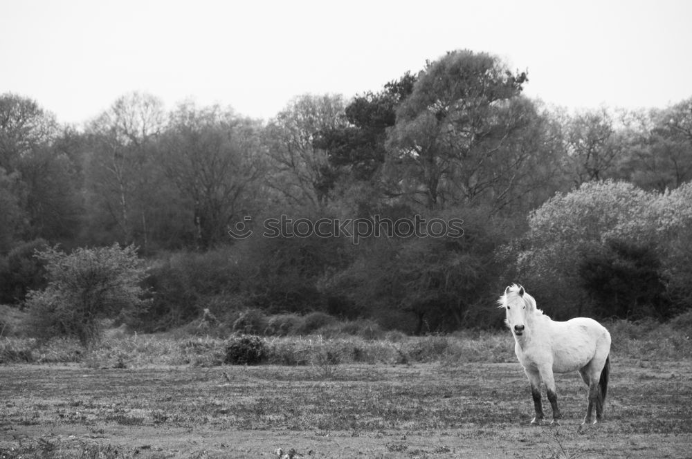 Similar – Image, Stock Photo *nibbler* Animal Pet