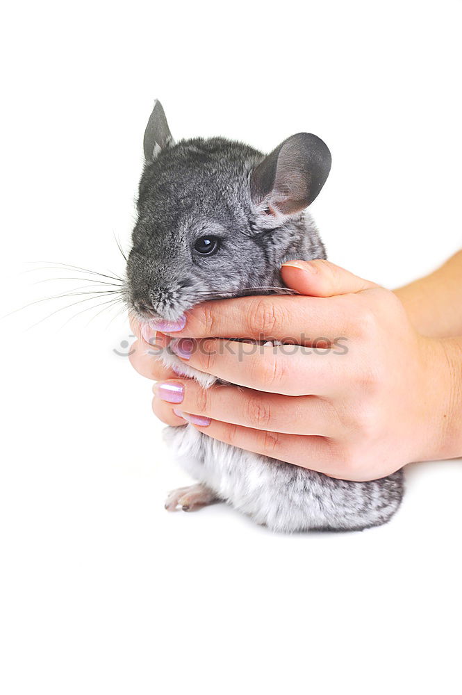 Similar – mouse and hand Hand