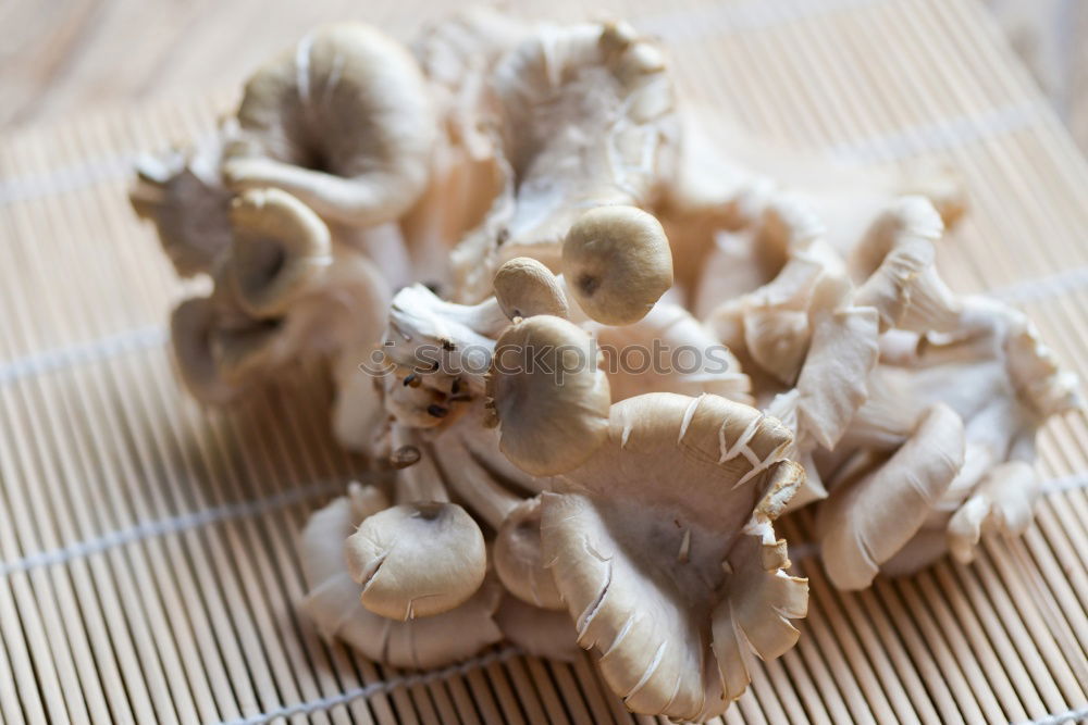 Similar – Foto Bild Pilz-Geschnipseltes