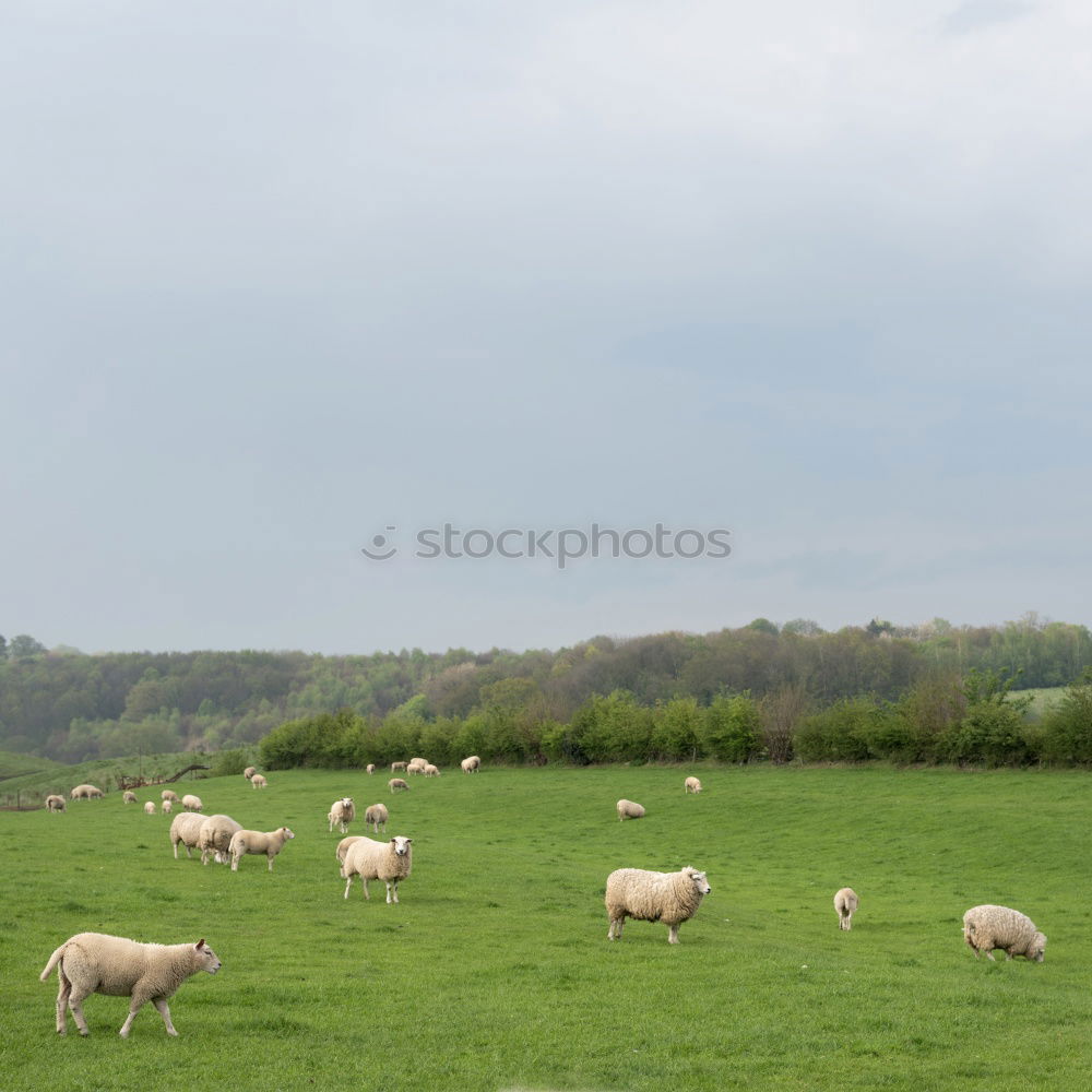 Similar – Image, Stock Photo Roast lamb very fresh …