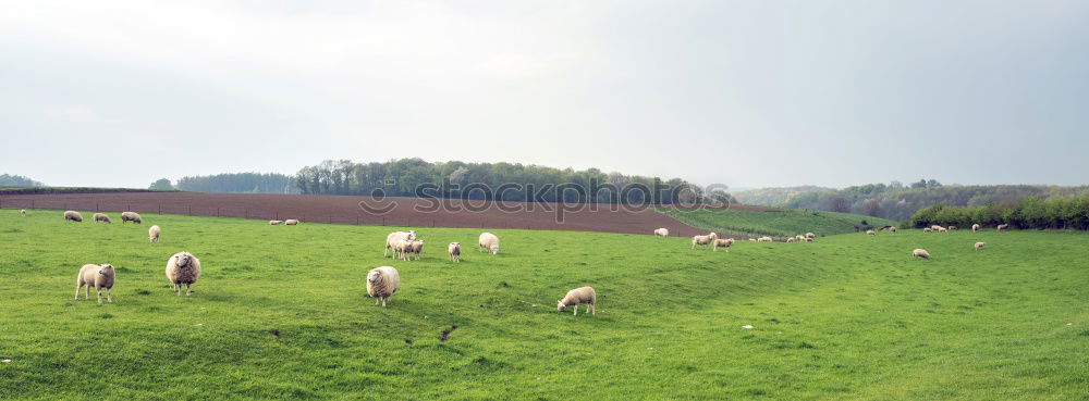 Similar – Image, Stock Photo Lawn mowing in Northern Germany