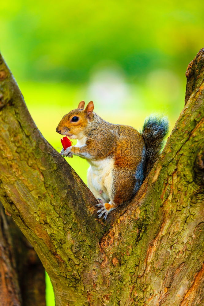 Similar – cute grey squirrel in the grass