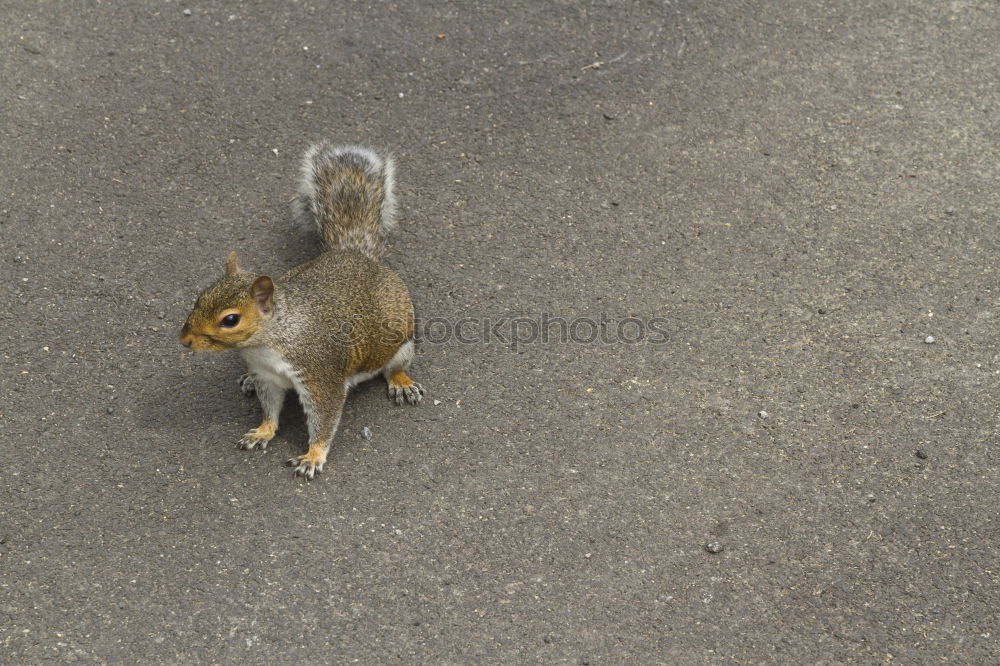 Similar – Squirrel Eichhörnchen Tier