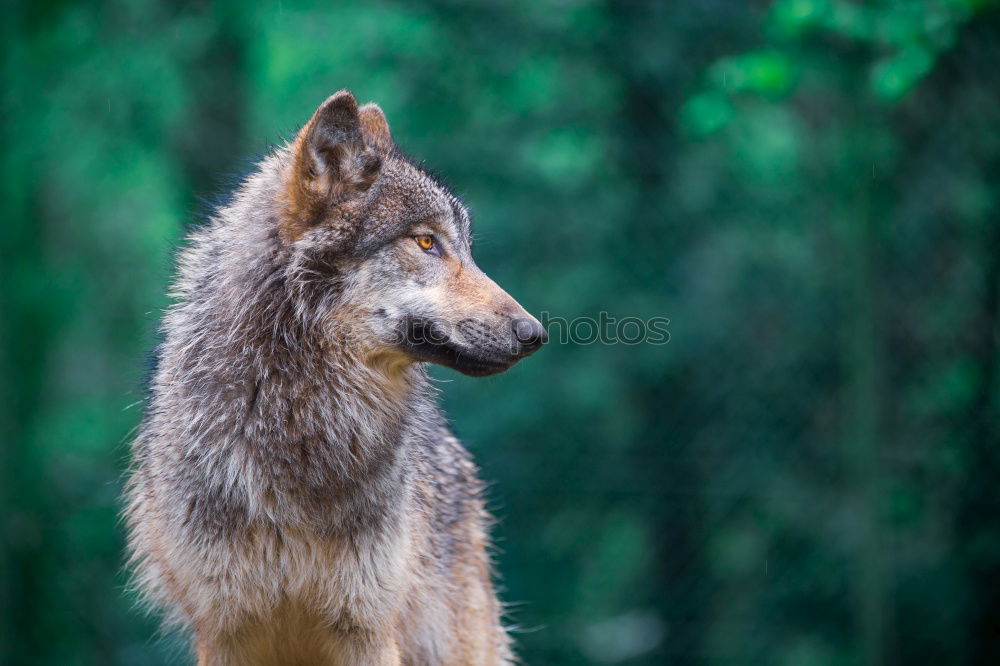 Similar – Image, Stock Photo inquisitiveness Wolf Snout