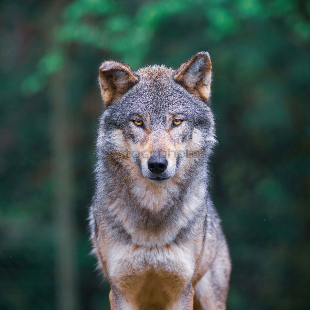 Similar – Image, Stock Photo Wolf 3 Environment Nature