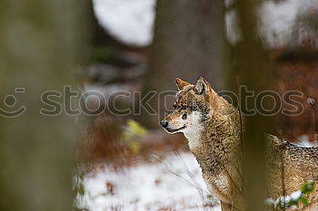 Similar – Image, Stock Photo wolf’s eye Animal