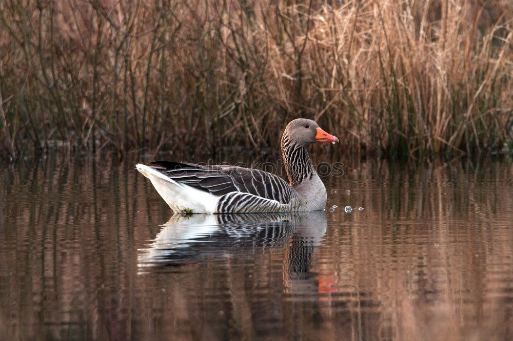 Similar – Mirror, mirror Nature