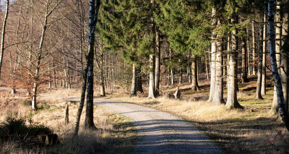 Similar – Image, Stock Photo forest path Well-being