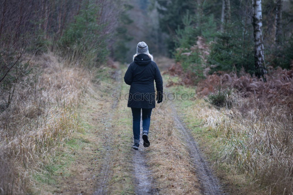 Similar – Grey cap in the forest