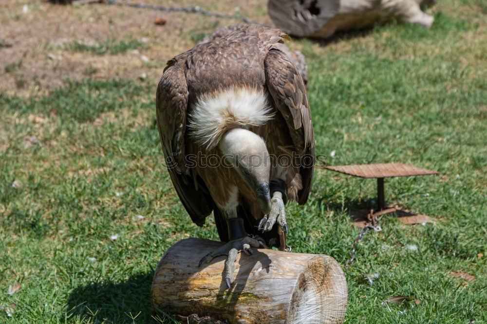 Similar – Foto Bild Möwe IV: Zuschlagen Vogel