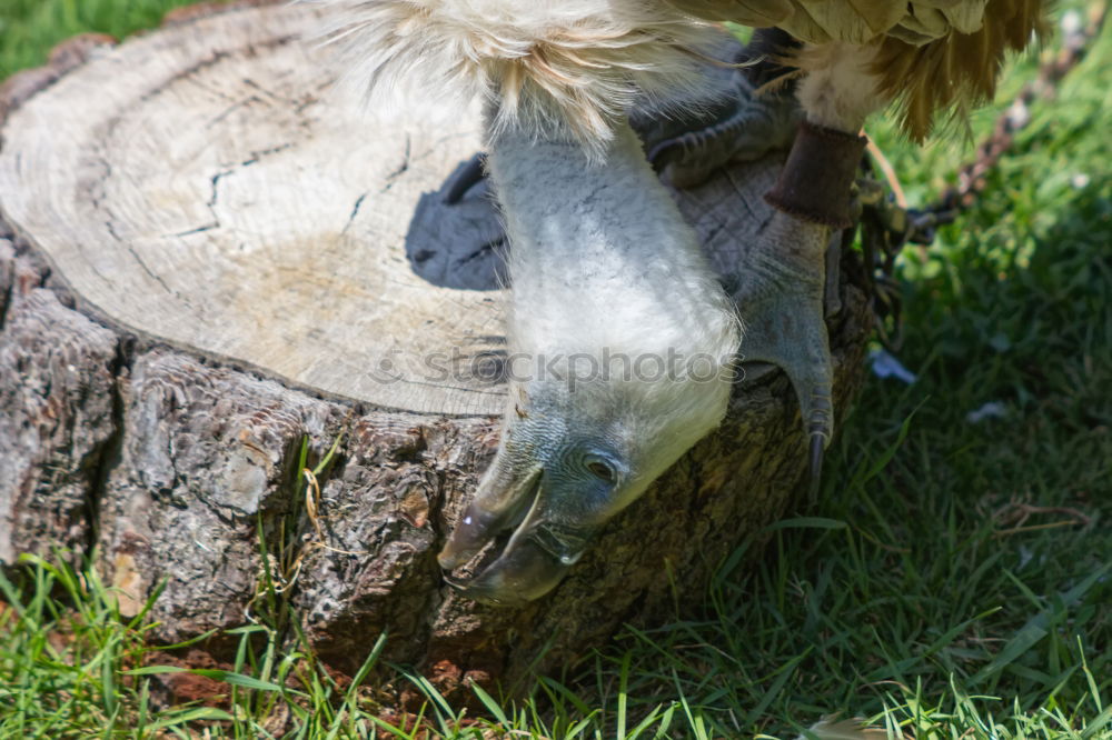 Similar – Image, Stock Photo camel Camel Camel hump