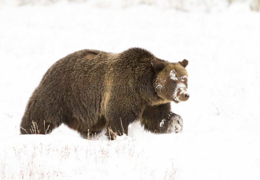 Similar – Wood Bison Animal