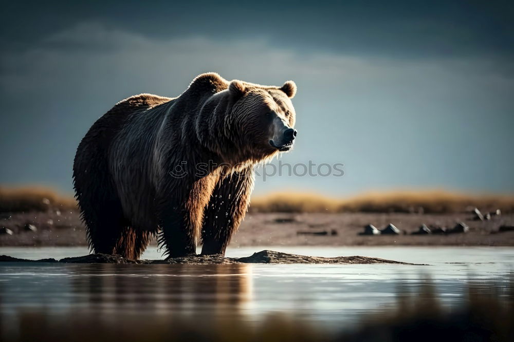 Similar – Image, Stock Photo Brown Bear (Ursus Arctos) Portrait