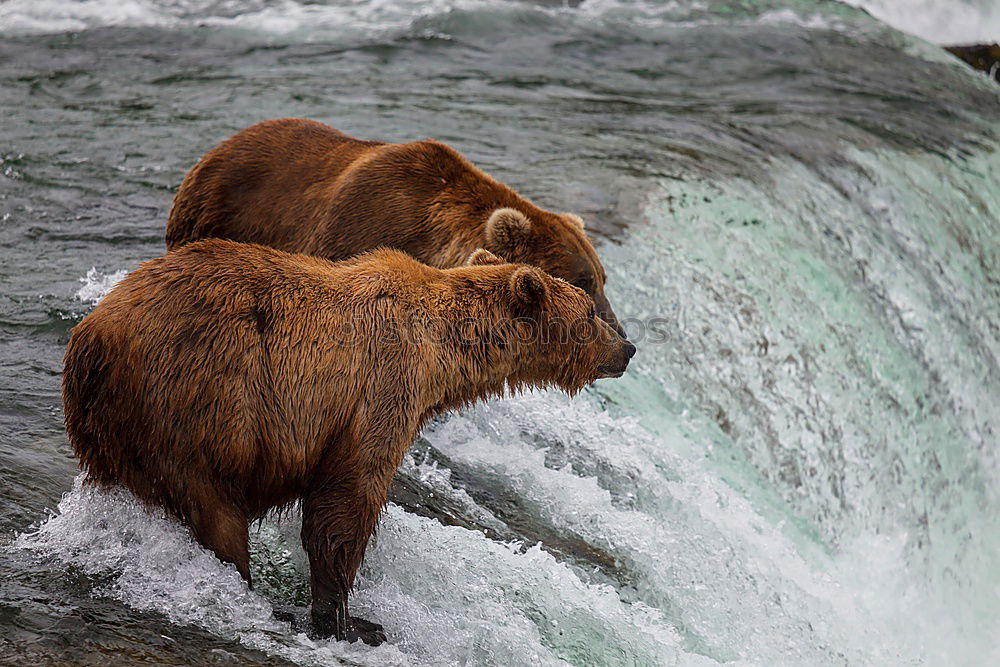 Similar – Image, Stock Photo Two bears having a serious conversation in a river