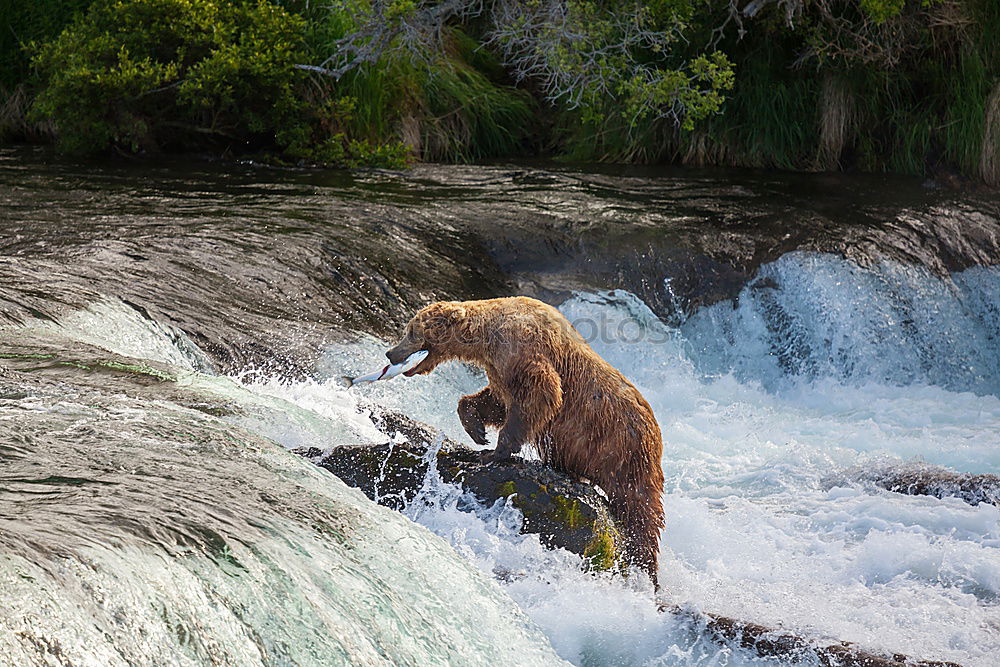 Similar – Bear Valerie Brown bear