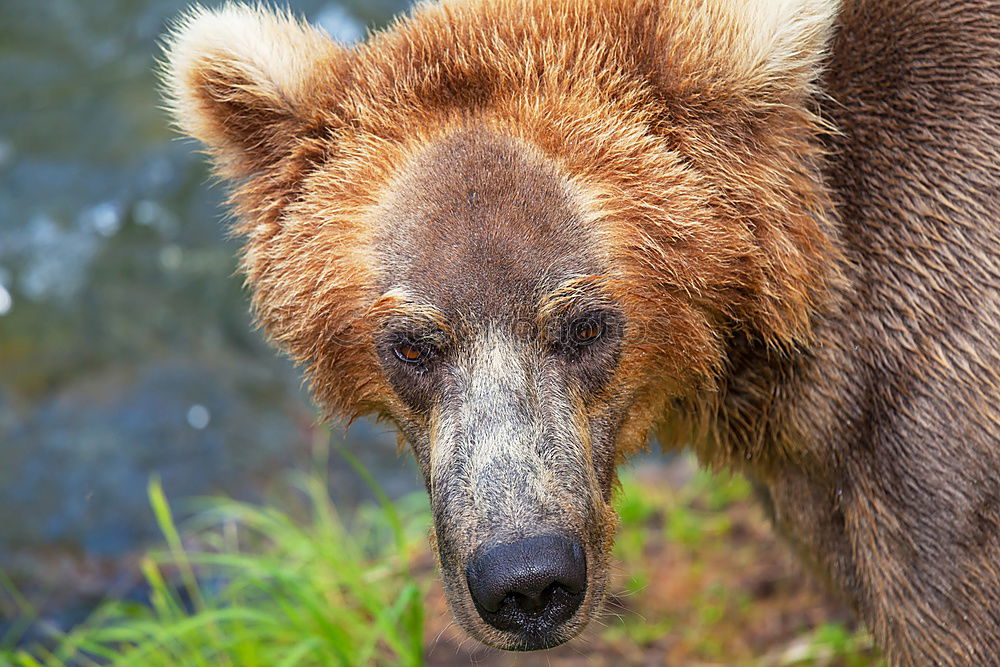 Similar – Image, Stock Photo Brown Bear (Ursus Arctos) Portrait