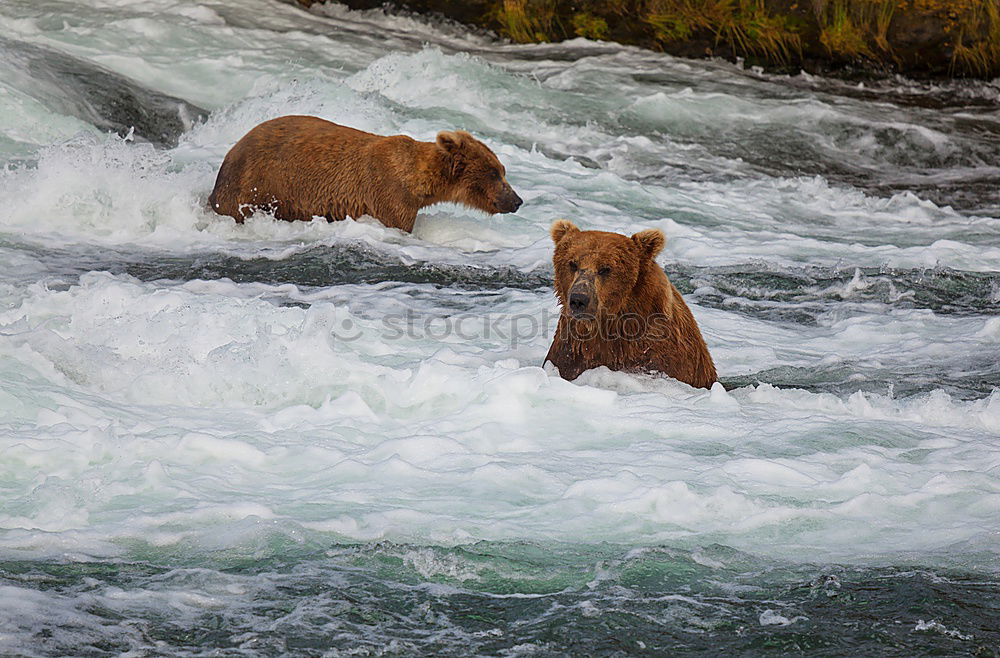 Similar – Image, Stock Photo Two bears having a serious conversation in a river