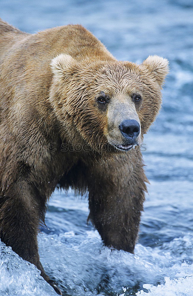 Similar – Brown bear on salmon catch