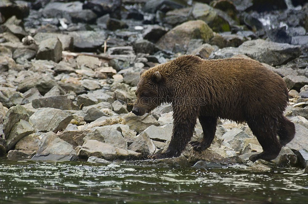 Similar – Teddybär Jagd Umwelt Natur