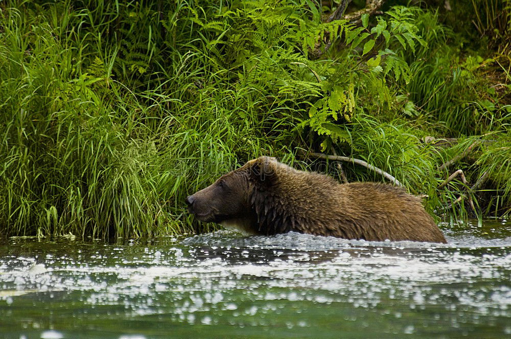 Similar – Bear Valerie Brown bear