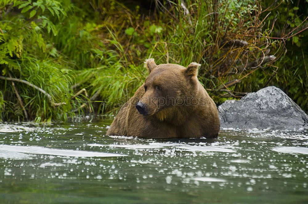 Similar – Bear Valerie Brown bear