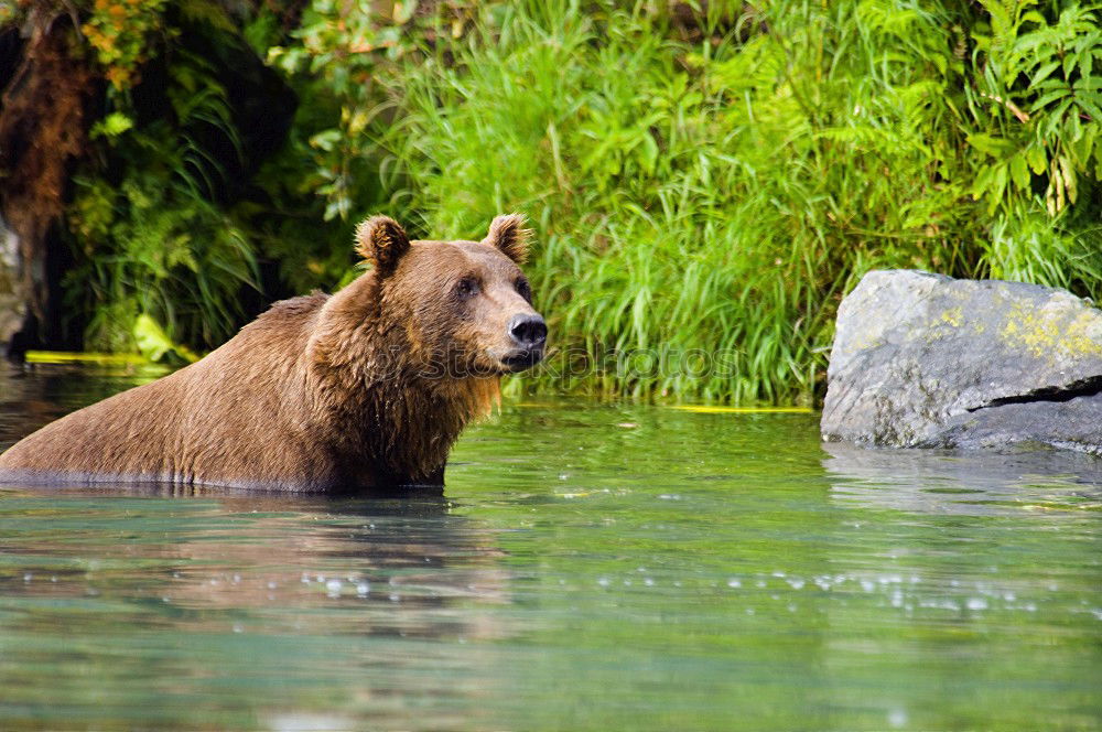 Similar – Bear Valerie Brown bear