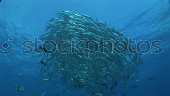 Similar – Image, Stock Photo curious onlookers Ocean