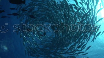 Similar – fish tornado Shoal of fish