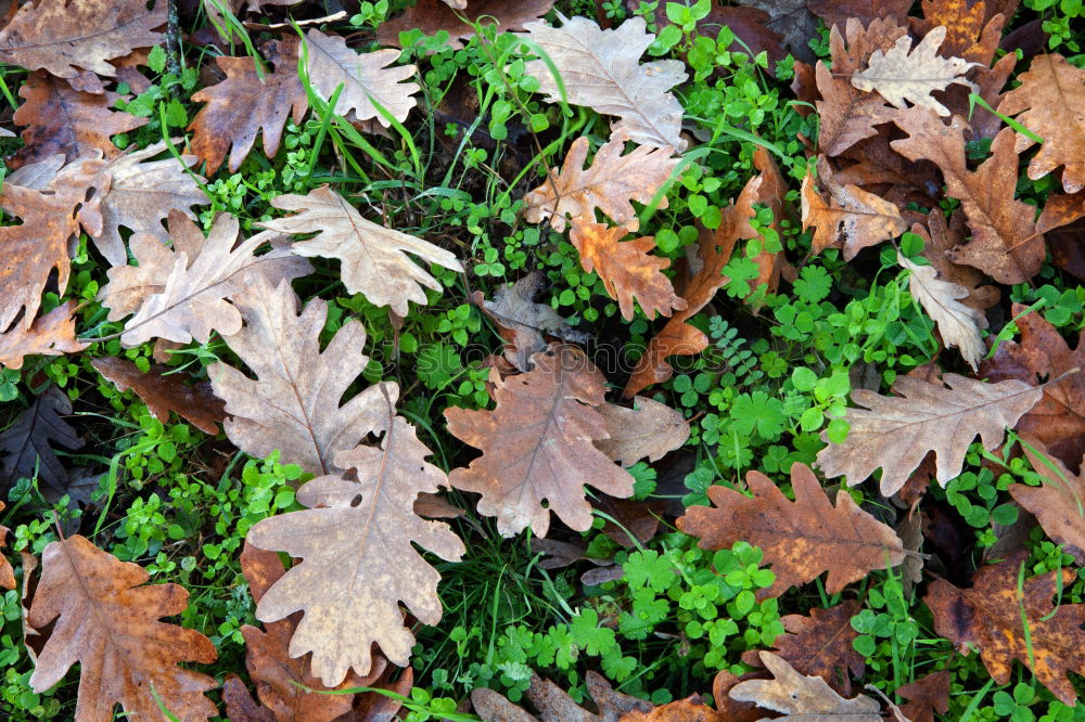 Similar – Image, Stock Photo Fresh foliage Garden