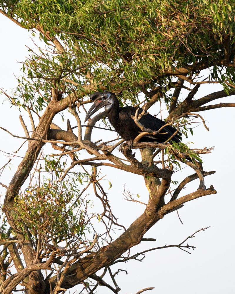 Similar – Foto Bild Suchbild Umwelt Natur Tier